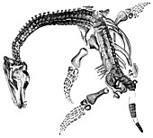 "Plesiosaurus macrocephalus", descoberto por Mary Anning.