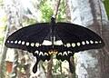 Malabar banded swallowtail (Papilio liomedon)