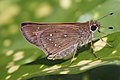 31 Pelopidas sp. (butterfly)