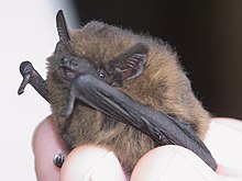 A Pipistrellus pipistrellus (i.e., the common pipistrelle) sits in the hands of a researcher.
