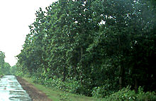 Photograph of a Sal tree