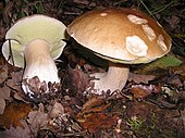 photograph of cep mushrooms growing in woodland