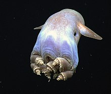 Kulak benzeri yüzgeçleri olan tıknaz ve yuvarlak gövdeli bir deniz yaratığı.