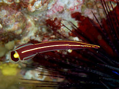 Diademichthys lineatus.