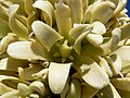 Yucca brevifolia bloemen