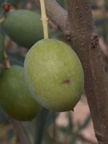 Oviposited olive