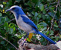 Image 32The Florida scrub jay is found only in Florida (from Geography of Florida)