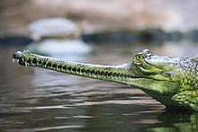 The threatened Gharial (Gavialis gangeticus) is a large fish-eating crocodilian found in the Ganges River