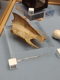 Goose breastbone, the colour of the bones after cooking was used to predict how cold winter would be in Lincolnshire folkloric traditions (North Lincolnshire Museum)