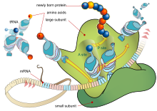 Diagram: A colored ribbon, representing messenger RNA (mRNA), passes through a cartoon diagram of an assembled ribosome. Cartoon representations of transfer RNA (tRNA) enter and exit the ribosome and occupy its A and P sites. A string of colored spheres, representing a newly formed protein, comes out of the top of the ribosome.