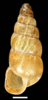 a left handed shell