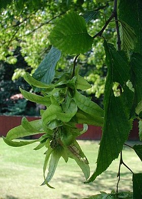 Almindelig avnbøg (Carpinus betulus) med frugter.