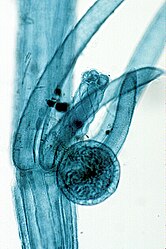 Antheridium en oögonium van een alg (Chara-soort)