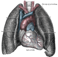 그림의 아래쪽에 대동맥활이 심장에서 시작하여 양쪽의 폐 사이에 있는 것이 보인다.