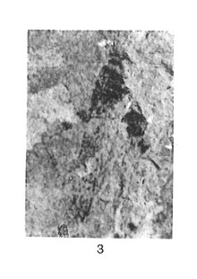 Orthacanthris rhenana 1937 N. Théobald Holotype éch. R150 x1 p. 160 pl. V Insectes du Sannoisien de Kleinkembs.