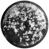 Foto hitam putih yang menunjukkan kristal transparan di sebuah piring