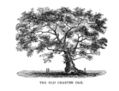 Image 9The Charter Oak in Hartford (from History of Connecticut)