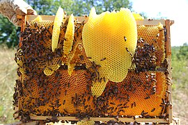 Cire d'abeille sur un cadre de corps de ruche.