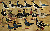 Díðrikur á Skarvanesi (1802–1865) Birds, 1800s