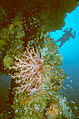 Plongeur et corail mou près du mât du Hoki Maru