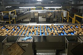 Potato processing industry: Potatoes being transported on a sorting line