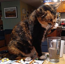 Calico cat drinking water from a glass.