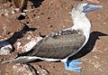 Image 33Blue-footed booby (from Galápagos Islands)