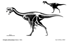 Ricostruzione scheletrica di Oviraptor philoceratops. Le parti mancanti sono basate su Citipati osmolskae.