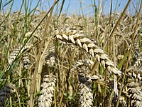 Pšenica (Triticum)