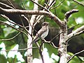 Grey-streaked flycatcher
