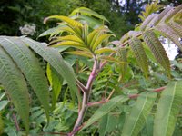 A young branch of staghorn sumac