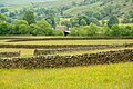 Dry stone fences in the Yorkshire Dales