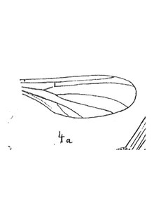Exechia distincta aile 1937 N. Th. Holotype éch My2 Serv. Carte A. L. p. 223 pl. XVI Diptères du Sannoisieb de Brunnstatt.