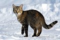 30 Felis catus-cat on snow