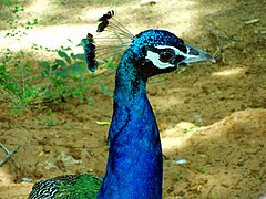 Indian peafowl spotted at Kambalakonda Wildlife Sanctuary in Visakhapatnam