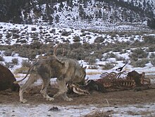 Photograph of a wolf afflicted with sarcoptuc mange eating at a kill