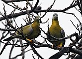 Yellow-footed Green Pigeon Treron phoenicoptera- chlorigaster race at Sultanpur