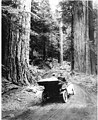 Image 19First growth or virgin forest near Mount Rainier, 1914 (from Old-growth forest)