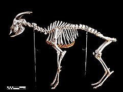 Squelette (Capra hircus).