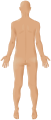 SVG male_back_3d-shaded_human_illustration