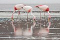 22 Phoenicoparrus jamesi James's flamingoes