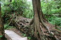Dans toutes les forêts primaires les racines exploitent volontiers les nutriments du bois mort, ici au fur et à mesure de sa décomposition, qui facilite la mycorhization des radicelles, Réserve de parc national Pacific Rim, Colombie Britannique, Canada.