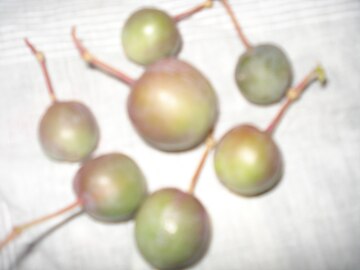 Unripe fruits