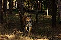 A Tigress at Pench Tiger Reserve