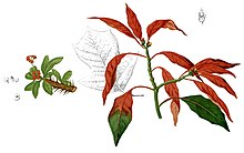 A colored illustration shows the tip of a wild poinsettia branch. The leaves are less densely clustered. Leaves are long and ovate; most are red but one is green, and one is red at the base and green at the tip.