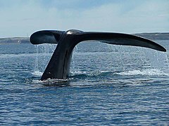 Península Valdés recibe la mayor población reproductora de ballenas francas australes del mundo.