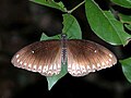 Malabar raven (Papilio dravidarum)