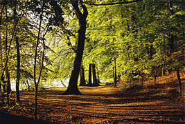 Waldgebiet am Werbellinsee