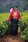 Tea harvester in Sri Lanka