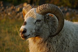 The Värmland sheep is one of the oldest Swedish sheep breeds.